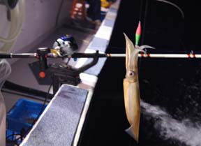 ����C�J�ނ�