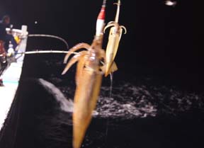 ����C�J�ނ�