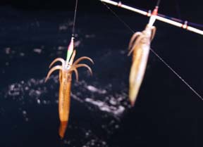 ����C�J�ނ�