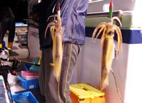 ����C�J�ނ�