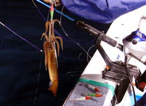 ����C�J�ނ�