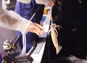 ����C�J�ނ�