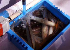 ����C�J�ނ�