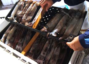 ����C�J�ނ�