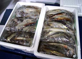 ����C�J�ނ�